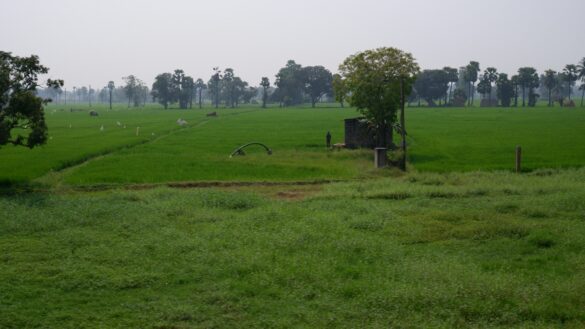 How Agricultural Water Pumps Can Increase Crop Yields
